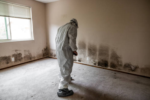 Best Mold Damage Restoration  in Moriarty, NM